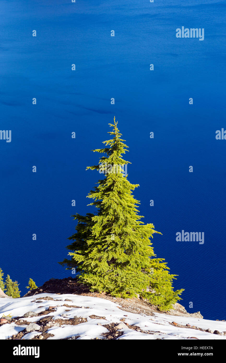 Unico verde pino con neve e bella blu sullo sfondo dell'acqua. Colpo al parco nazionale di Crater Lake in Oregon, USA Foto Stock