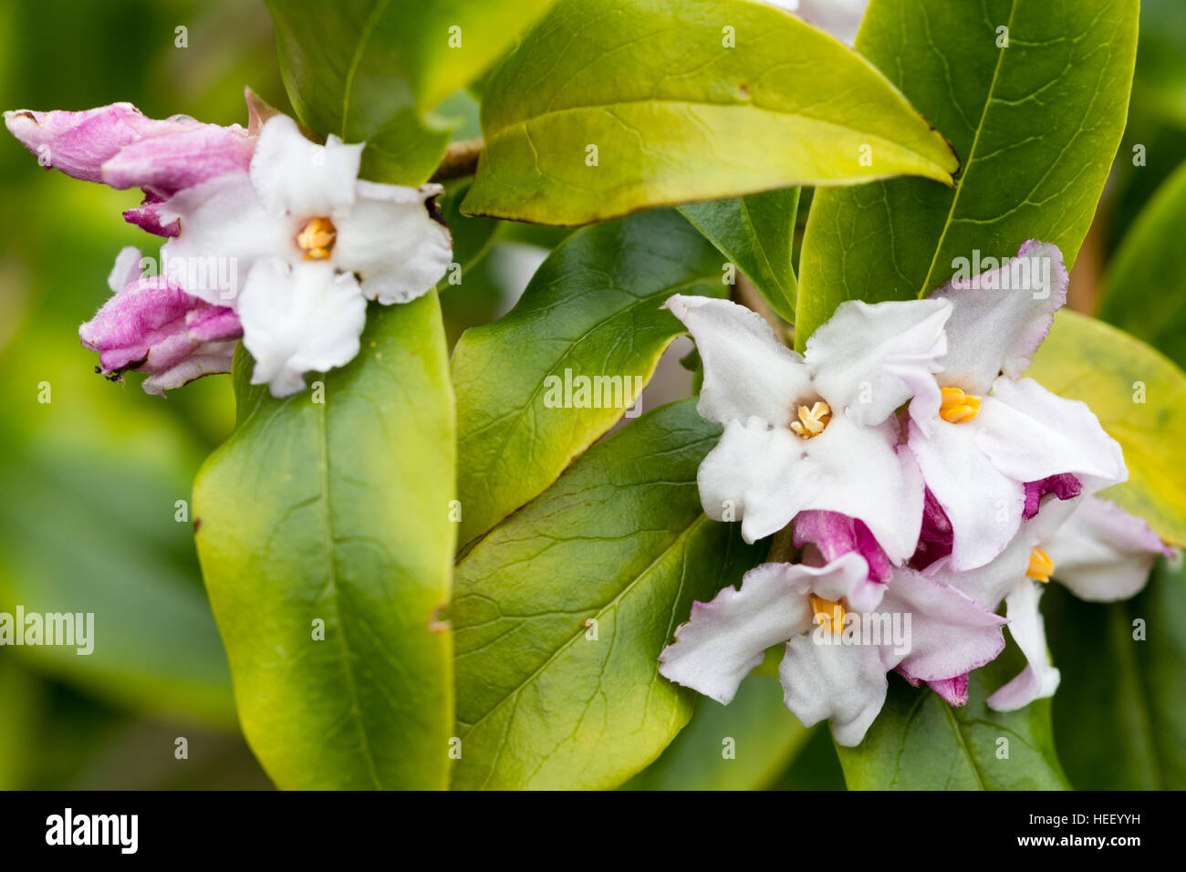 Fortemente profumati fiori invernali del sempreverde arbusto Himalayana, Daphne bholua Foto Stock