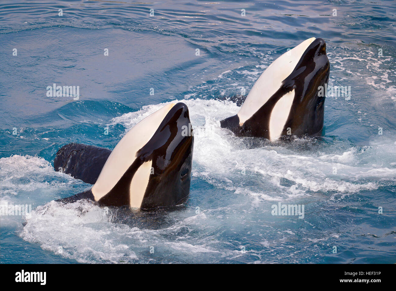 Due balene killer (Orcinus orca) in acqua con idromassaggio Foto Stock