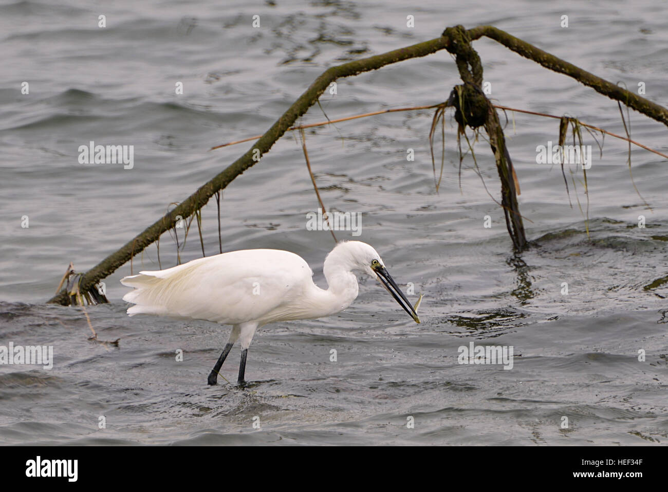 Primo piano white garzetta (Egretta garzetta) in acqua nella baia di Arcachon in Francia e mangiare un pesce genere cicerelli Foto Stock