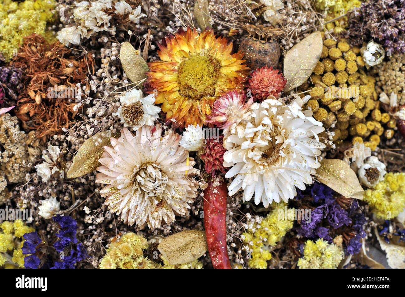 Set di wild fiori secchi Foto Stock
