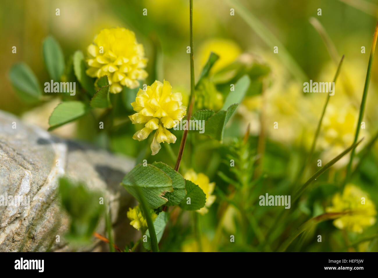 Hop, Trifoglio Trifolium campestre, millefiori, Carrick, Dumfries & Galloway, Scozia Foto Stock