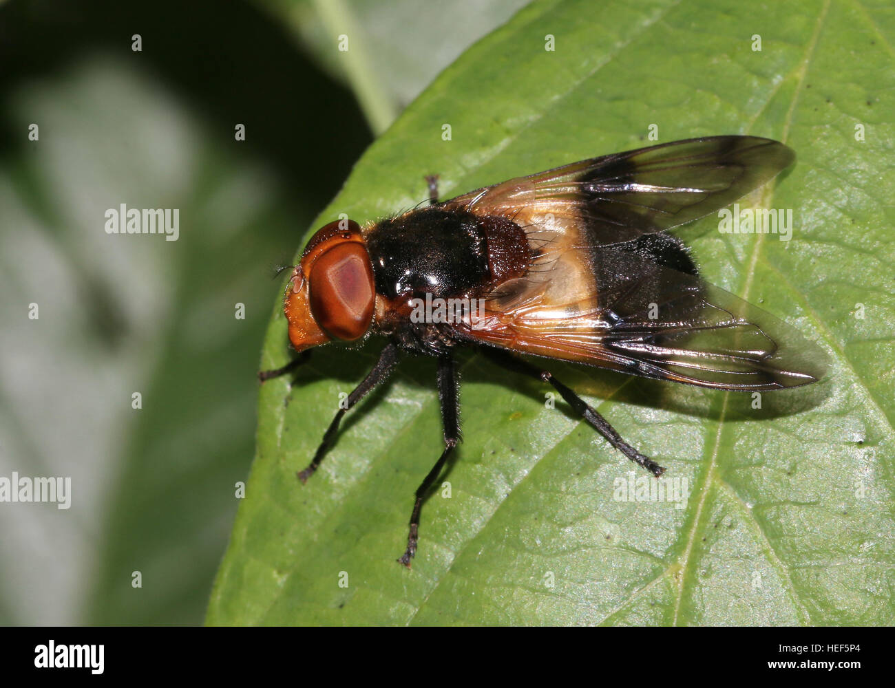 Volucella pellucens, una grande comunità hoverfly varietà. Foto Stock