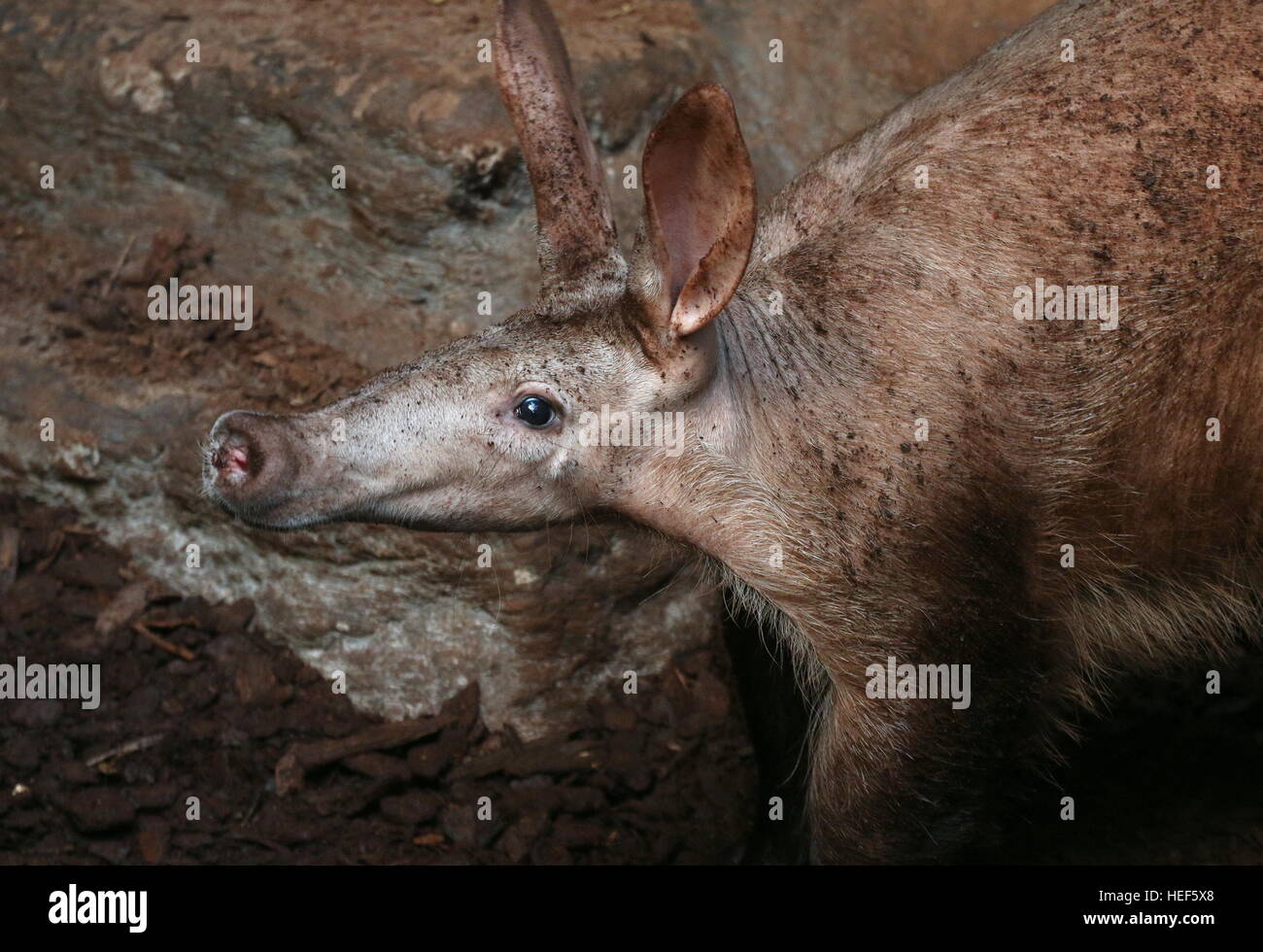 Aardvark africana (Orycteropus afer), primo piano della testa Foto Stock