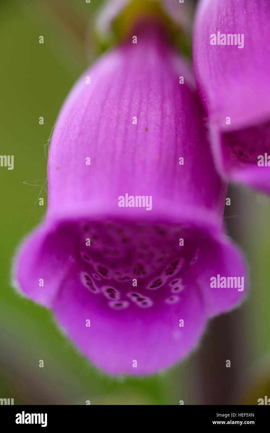 Foxglove, Digitalis purpurea, millefiori, Dumfries & Galloway, Scozia Foto Stock