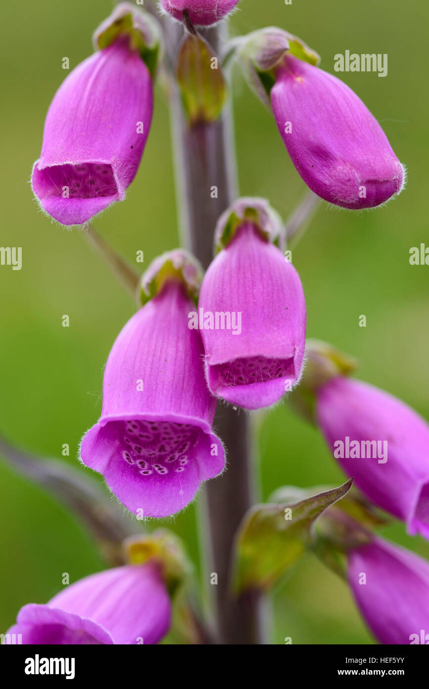 Foxglove, Digitalis purpurea, millefiori, Dumfries & Galloway, Scozia Foto Stock