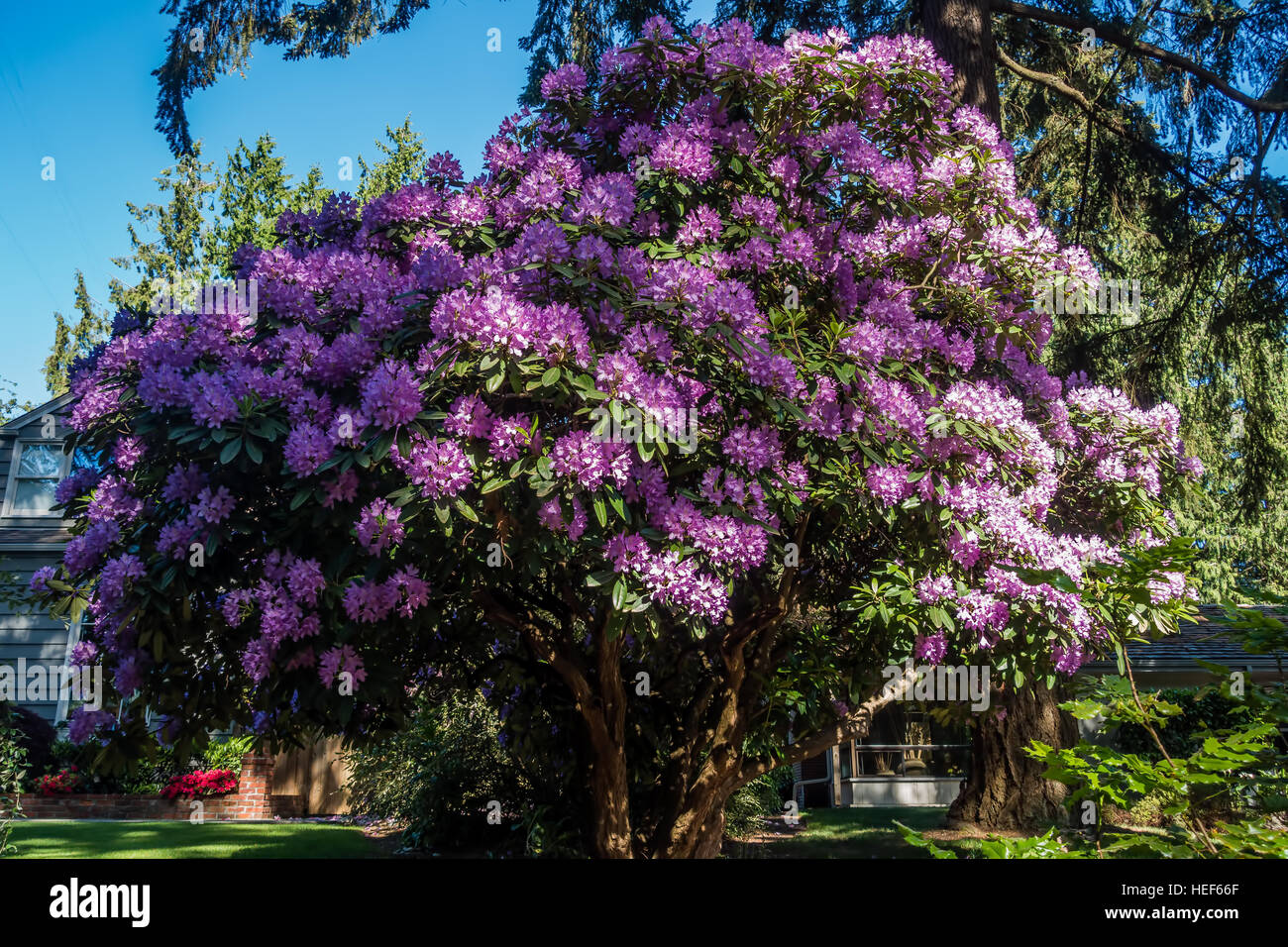 Il fiore dello stato di Washington cresce grossa in Burien, Washington. Foto Stock