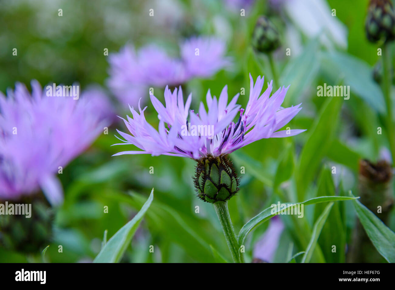 Centaurea, giardino coltivato fiore Foto Stock