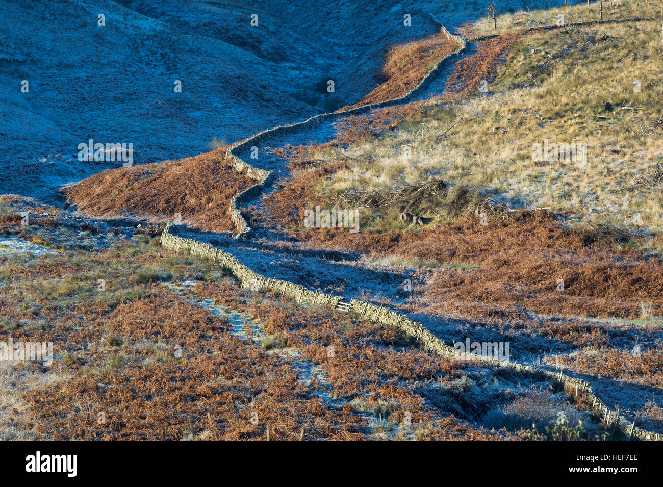 Asciugare la parete in pietra risalendo il versante di una montagna nel gelido pomeriggio di sole. Scottish Borders. Scozia Foto Stock