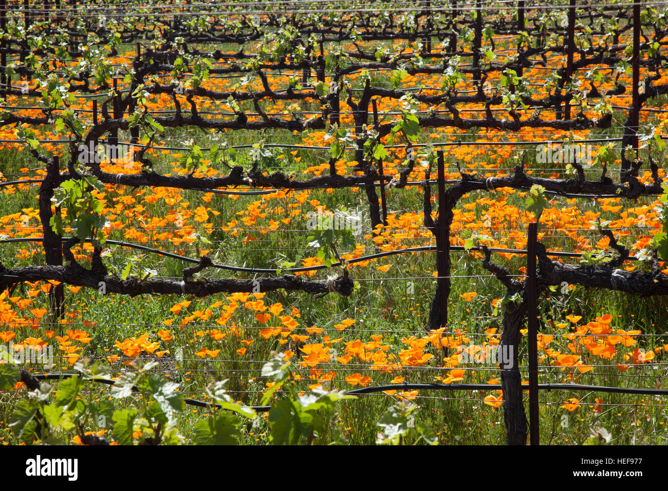 Vigneto con papaveri Foto Stock