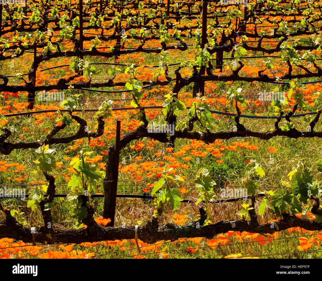 Giovani vigne in un campo di papaveri Foto Stock