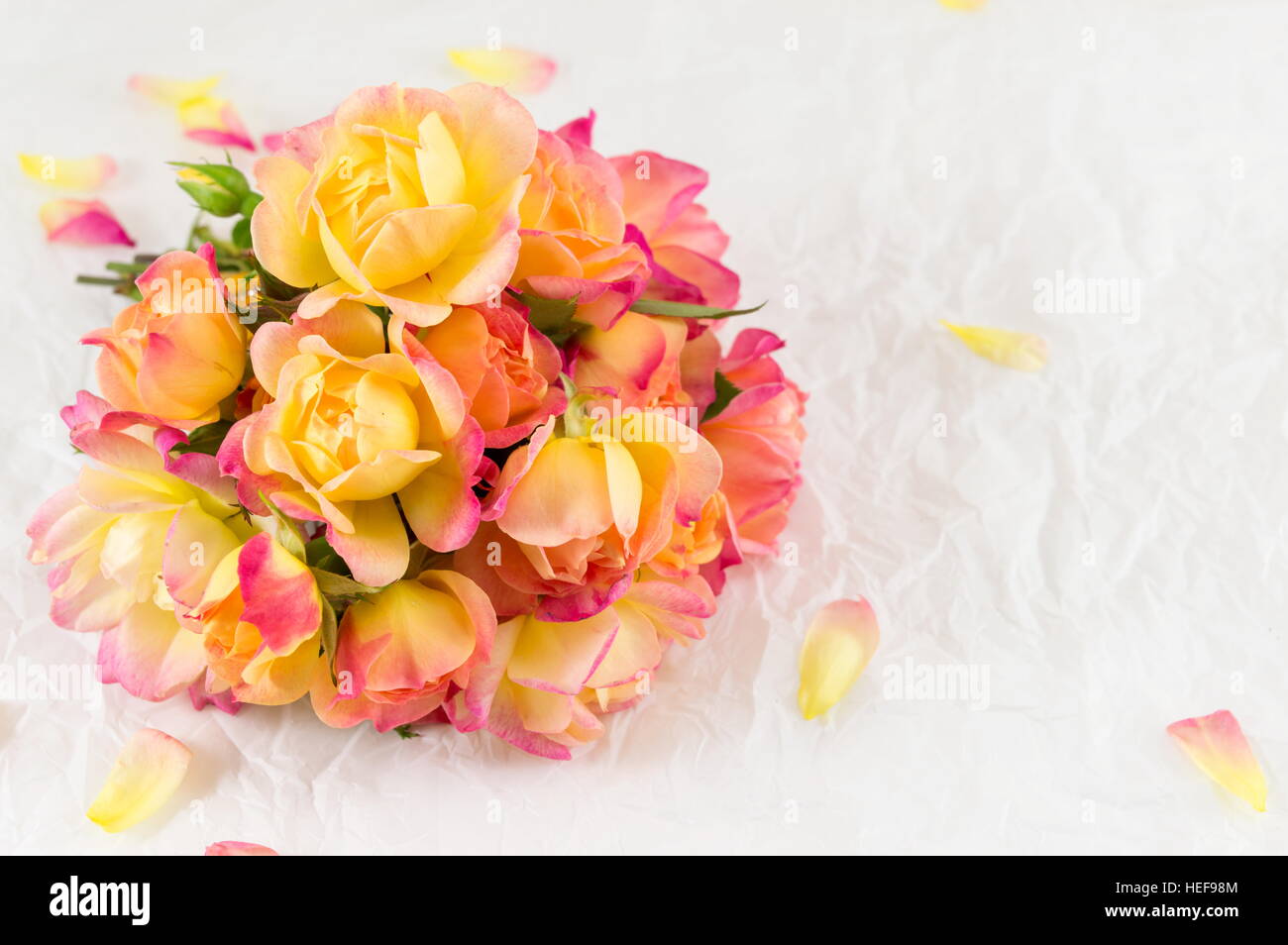 Rosso e giallo rose fresche su sfondo bianco Foto Stock