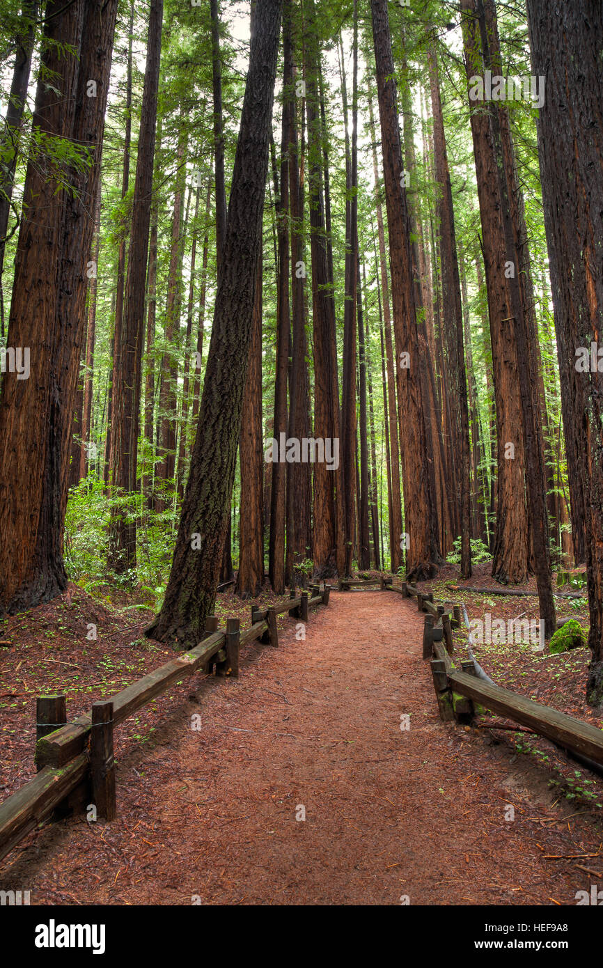 Percorso di Redwood Foto Stock