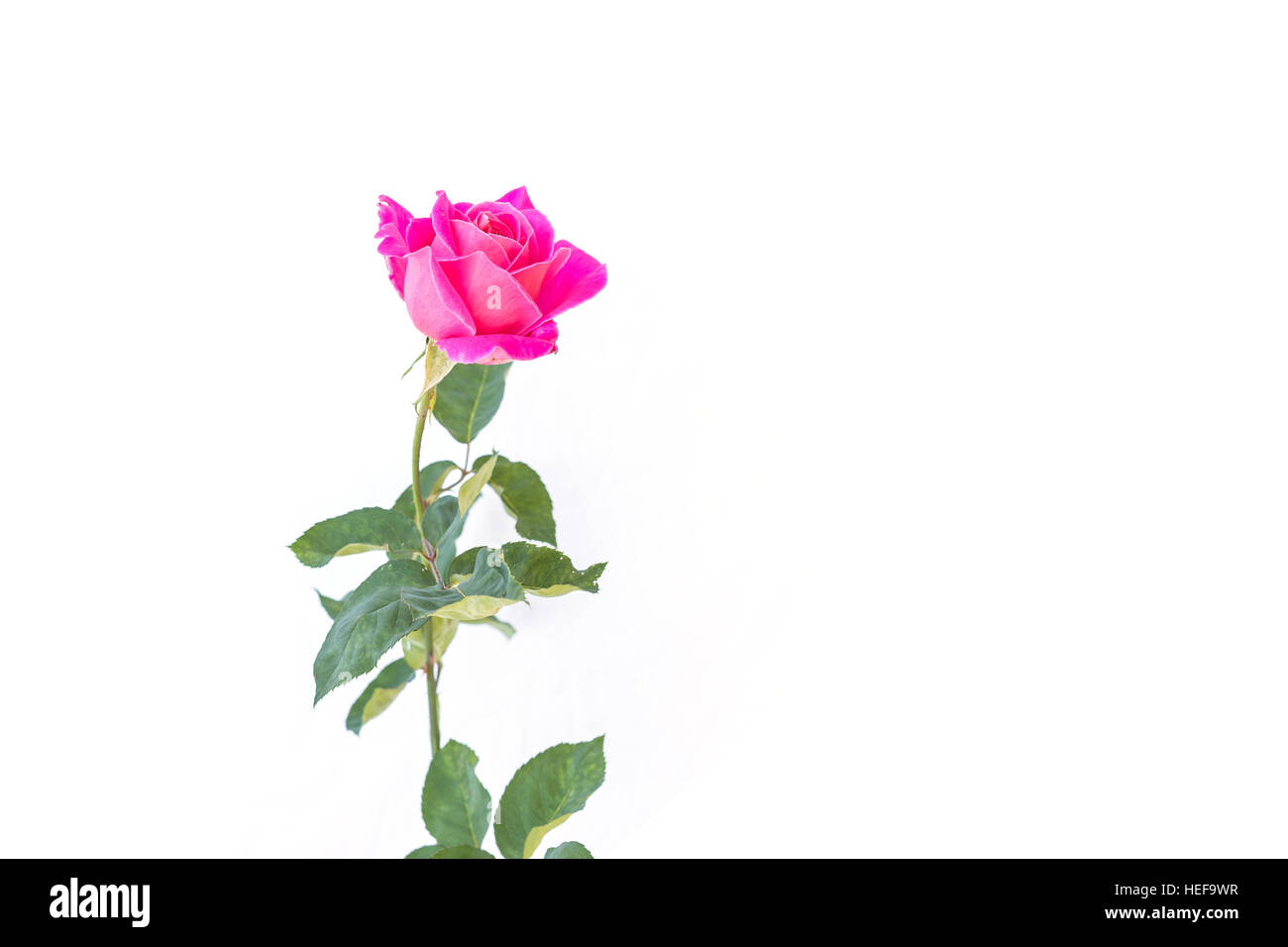 Rosa rosa fiore sul ramo e foglia isolati su sfondo bianco Foto Stock