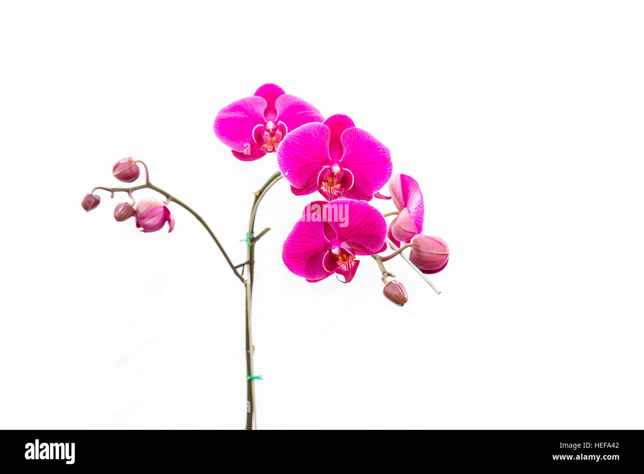 Close up orchidea viola isolato su sfondo bianco Foto Stock