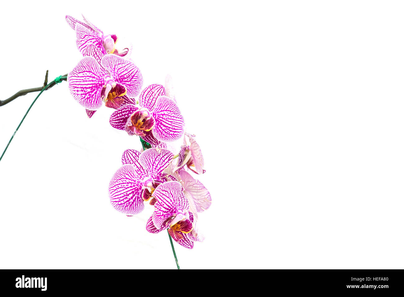 Close up orchidea viola isolato su sfondo bianco Foto Stock