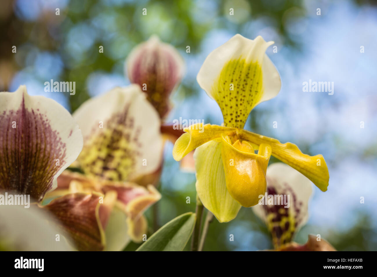 Close up paphiopedilum (disambigua) nel giardino pubblico, provincia di Chiang Rai, Thailandia Foto Stock