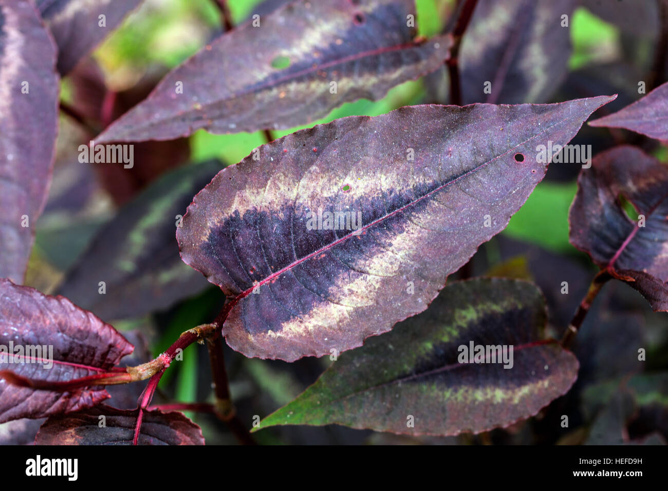 Persicaria microcephala foglia decorativa del Drago Rosso in primavera Foto Stock