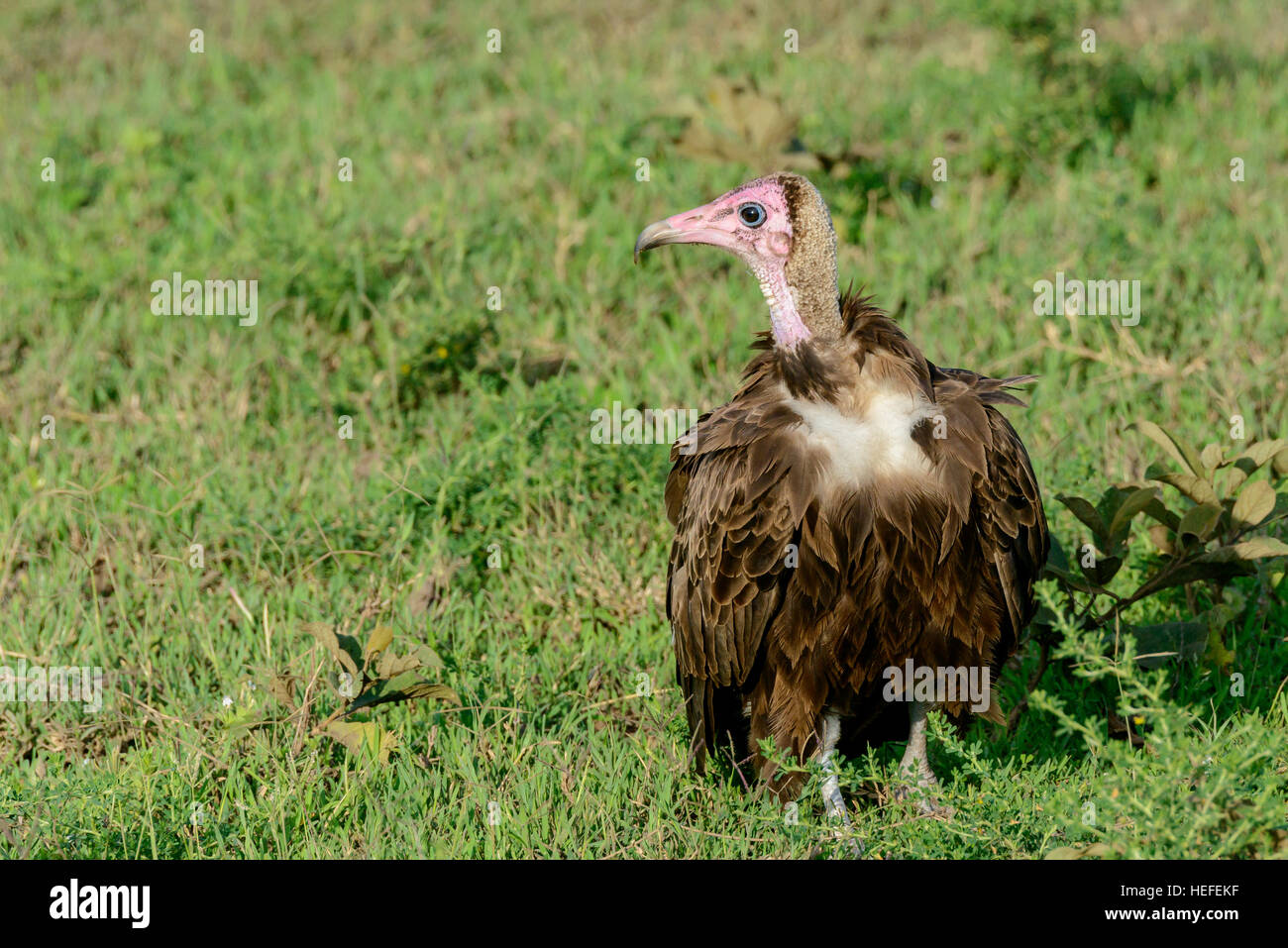 Un avvoltoio incappucciati (Necrosyrtes monachus) sat sulla savana savana erba, Ndutu, Tanzania. Questa specie è in pericolo critico. Foto Stock