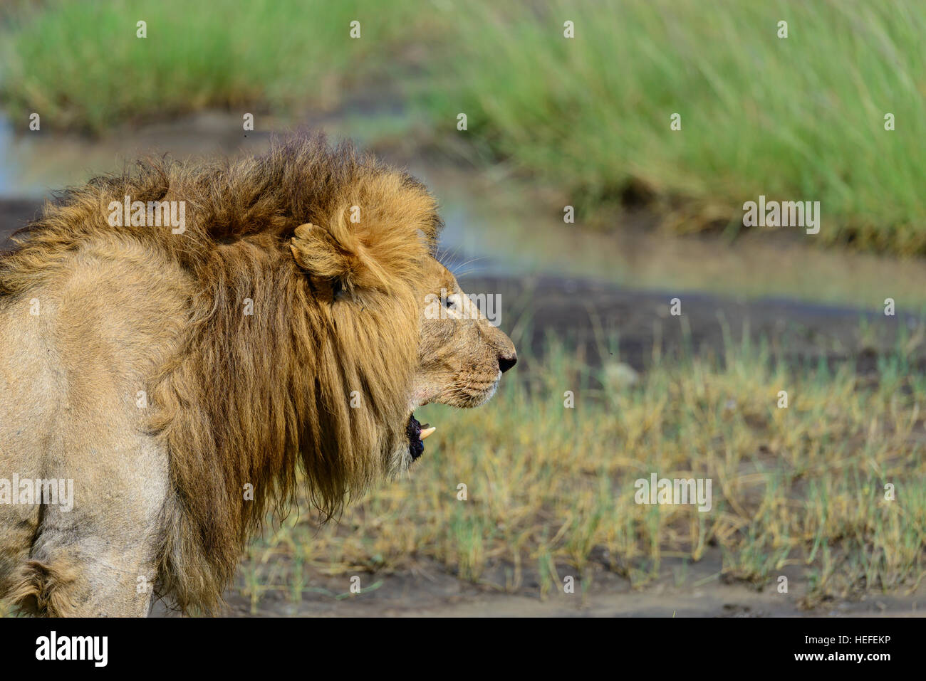 Appena il risveglio: un selvaggio maschio adulto lion (Panthera leo) in una palude vicino a Ndutu, Tanzania. Formato orizzontale con copia spazio. Foto Stock
