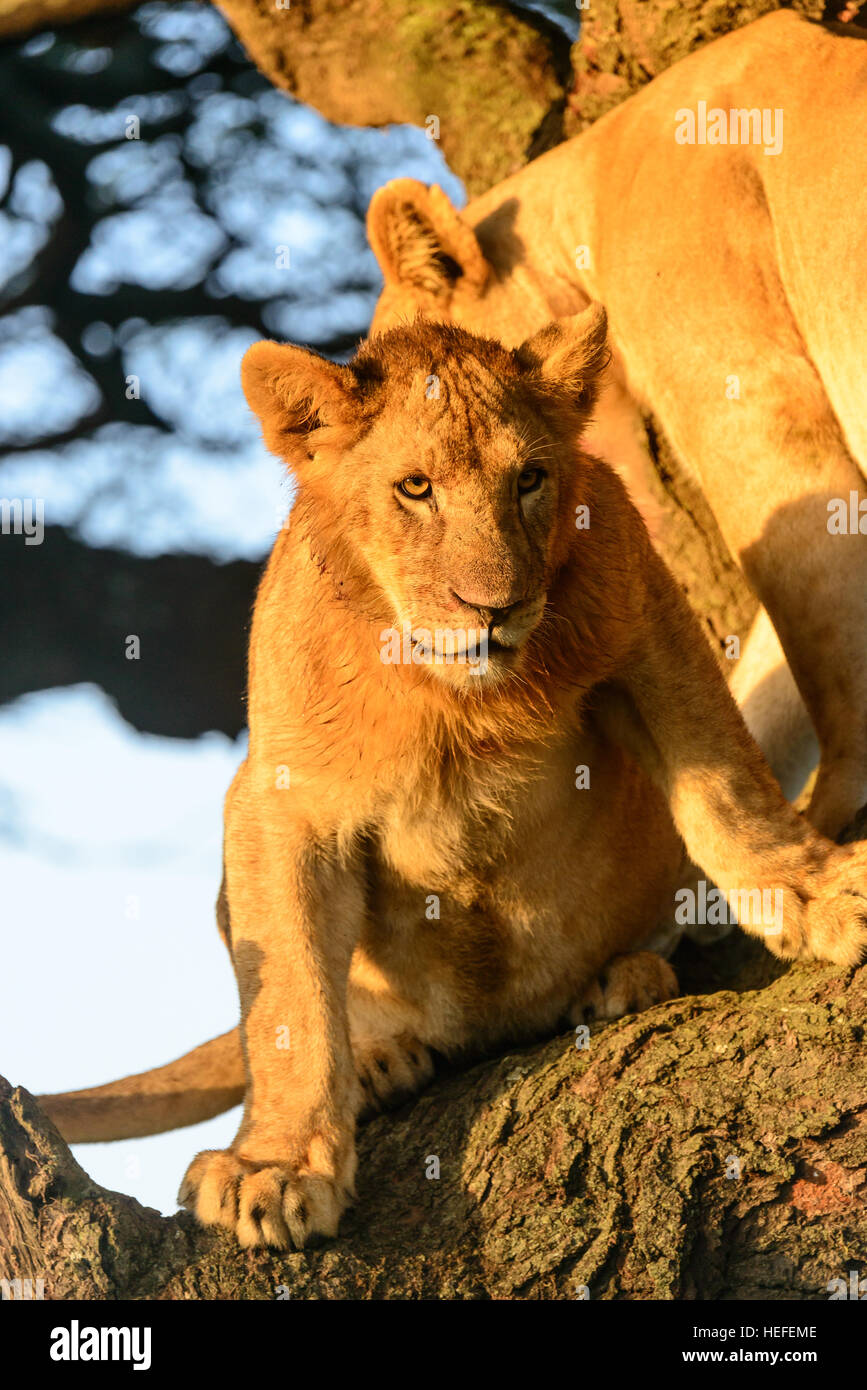 La calda alba luce splende su questi due tree-climbing Lions per adulti (Panthera leo) in Ngorongoro National Park, Tanzania. Foto Stock