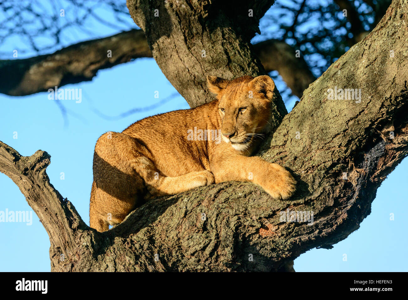 La calda alba luce brilla su questo tree-climbing lion in Ngorongoro National Park, Tanzania. Foto Stock