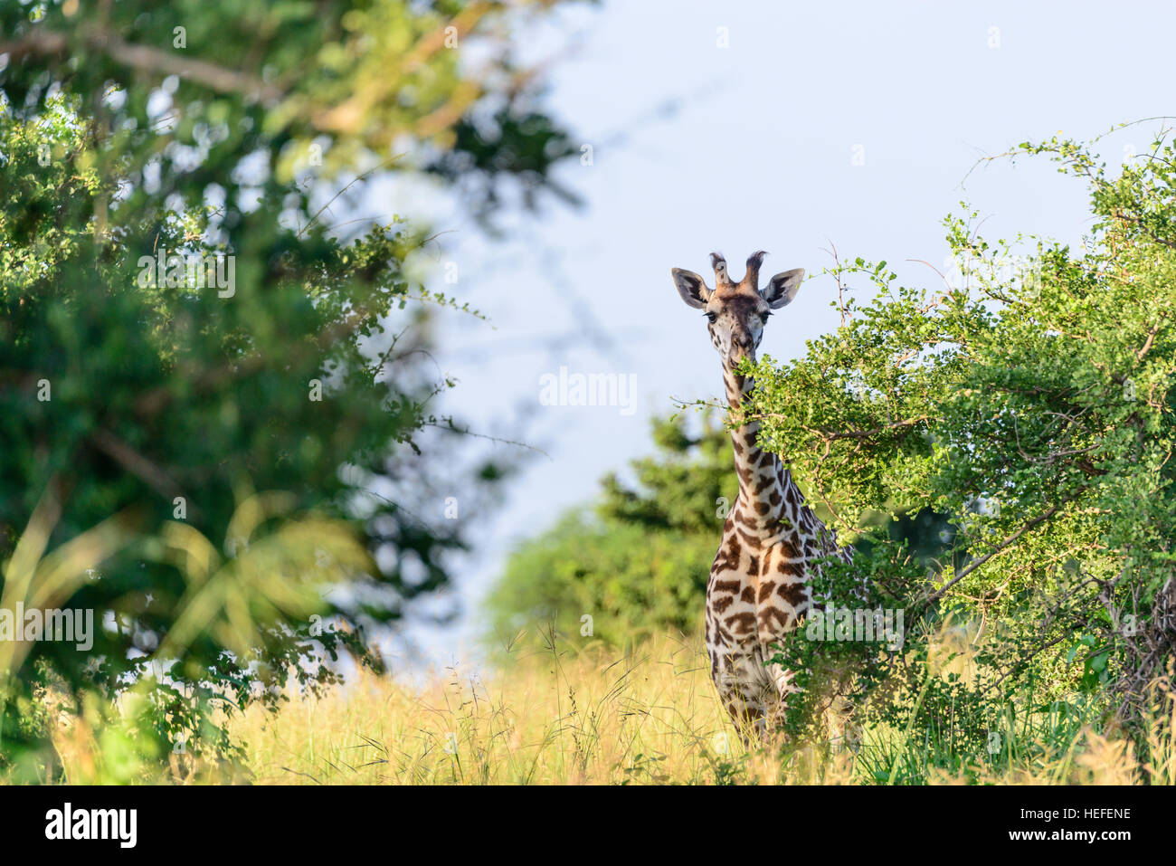 Una giovane donna Masai giraffe (Giraffa tippelskirchi) con hairy ossicones munches sulla savana savana vegetazione, Tanzania. Foto Stock