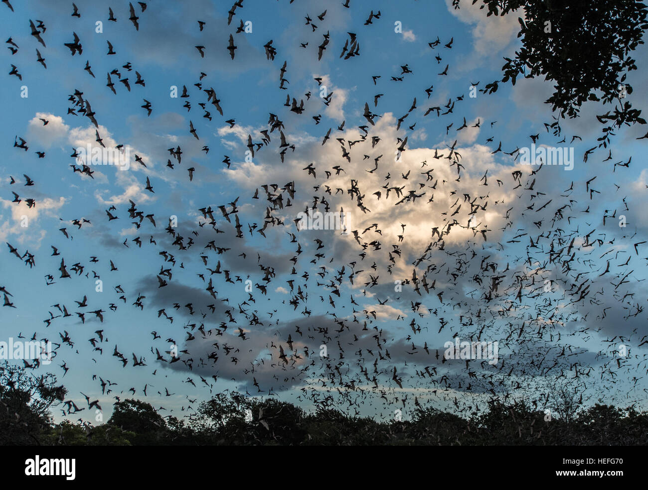 I pipistrelli emergenti, crepuscolo, emergenti, sunset Foto Stock
