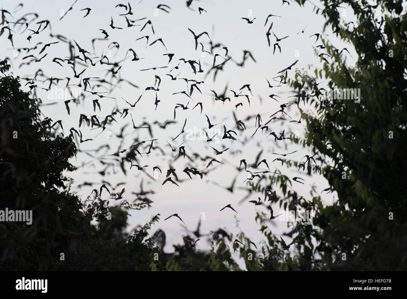 I pipistrelli emergente dalla grotta Foto Stock