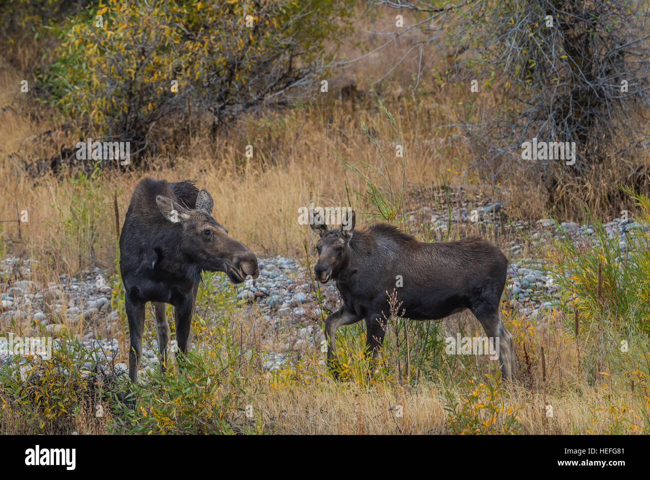 La madre e il bambino Elk Foto Stock