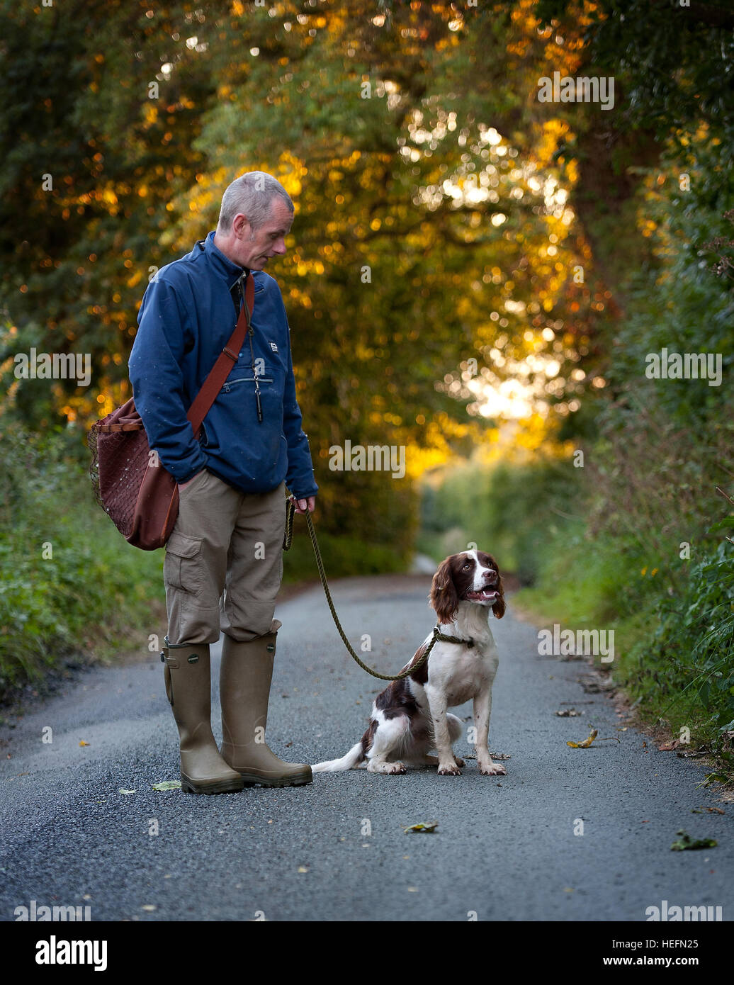 Springer Spaniel Gundog con gestore di cane Foto Stock