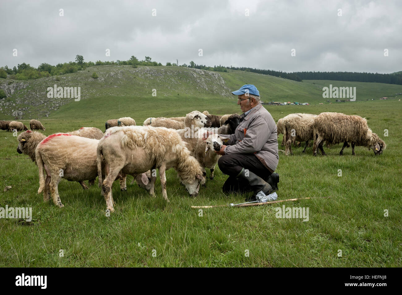 Brezovica, Serbia - 12 Maggio 2016: la mungitura di ovini in Brezovica sulla casa di montagna Foto Stock