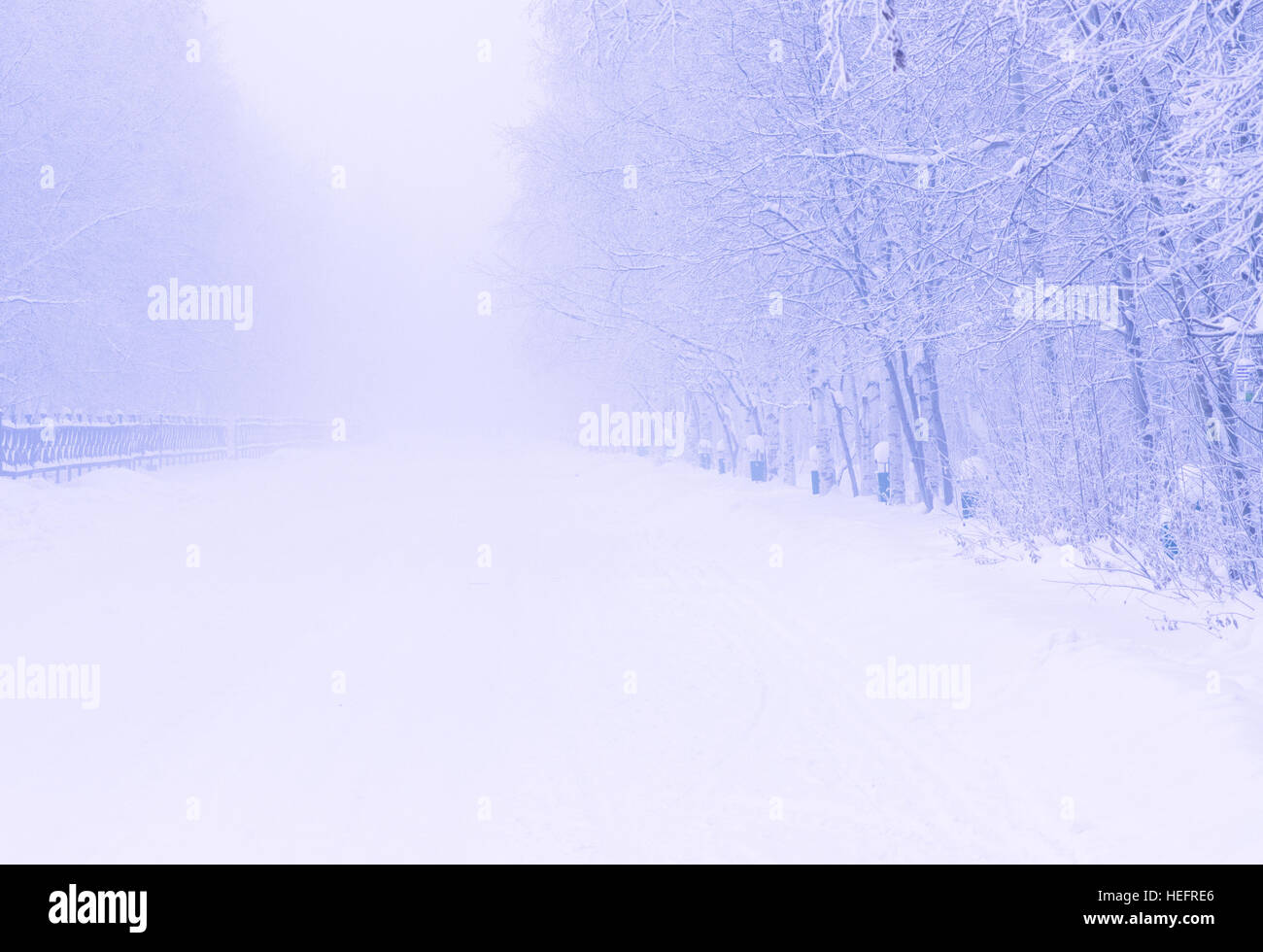 Bellissimo sfondo di winter park in una gelida nebbia Foto Stock
