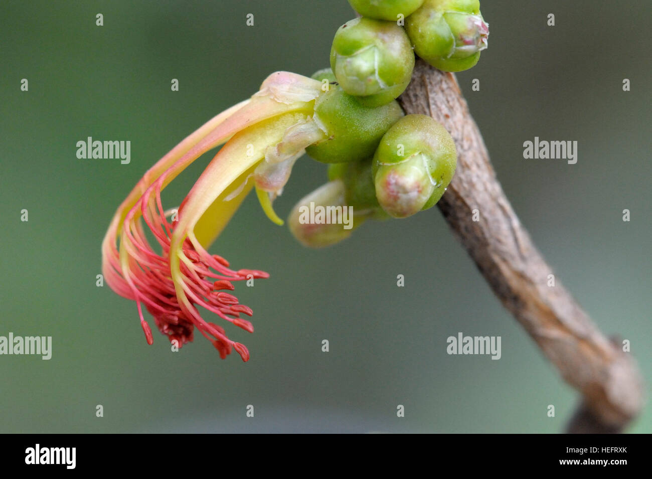 Calothamnus quadrifidus in fiore Foto Stock