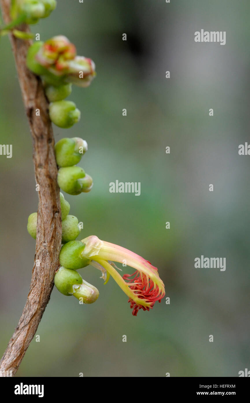Calothamnus quadrifidus in fiore Foto Stock