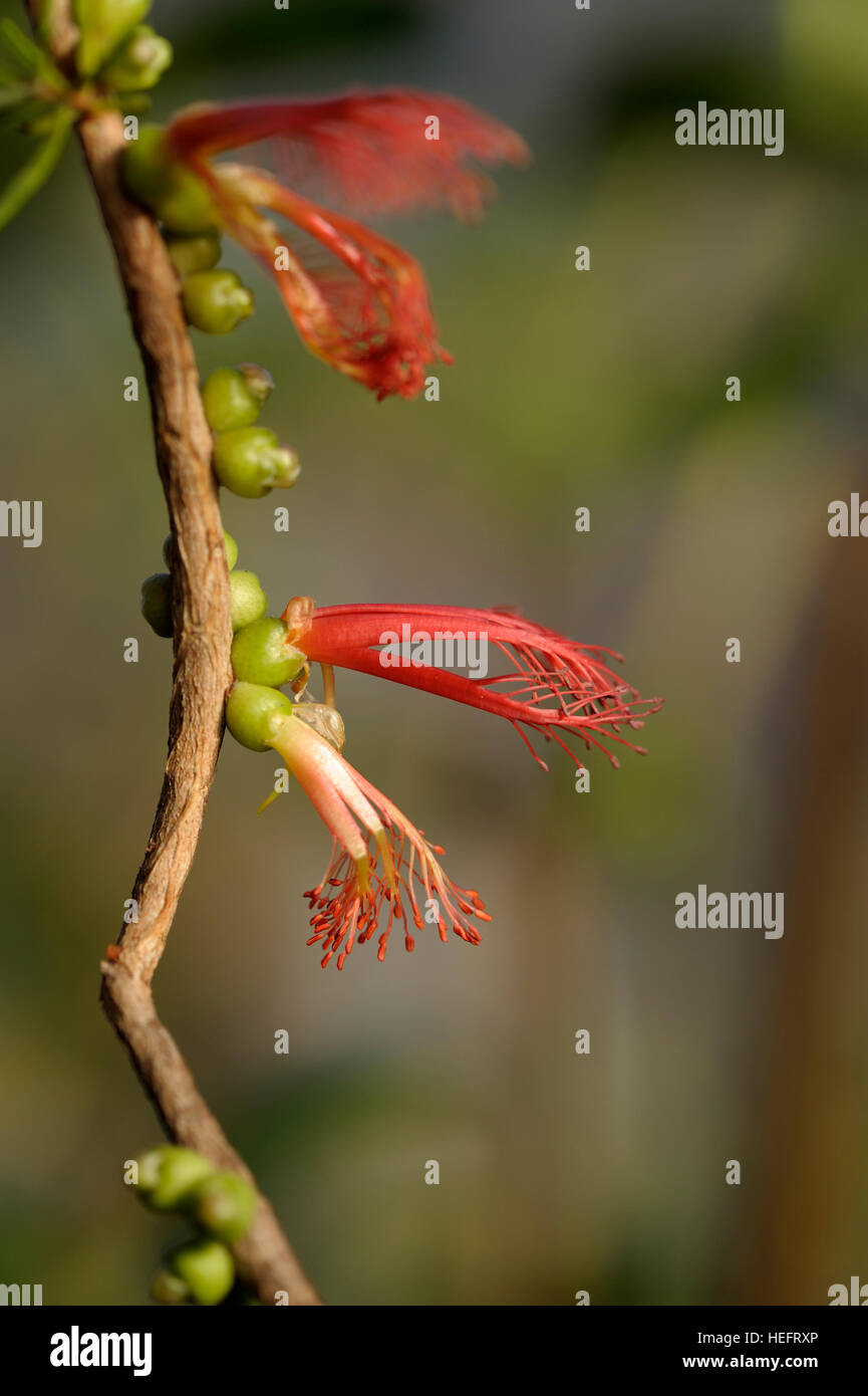 Calothamnus quadrifidus in fiore Foto Stock