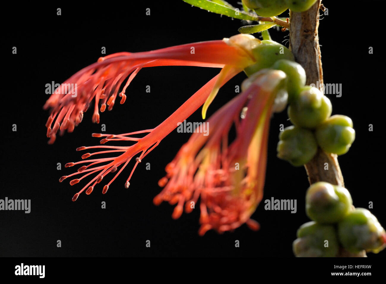 Calothamnus quadrifidus in fiore Foto Stock