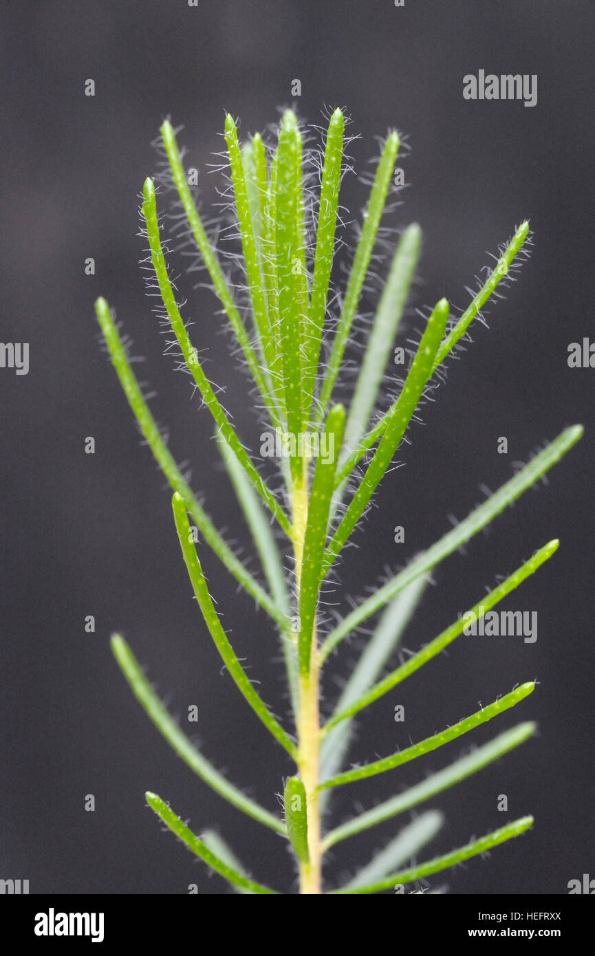 Calothamnus quadrifidus stelo e foglie Foto Stock