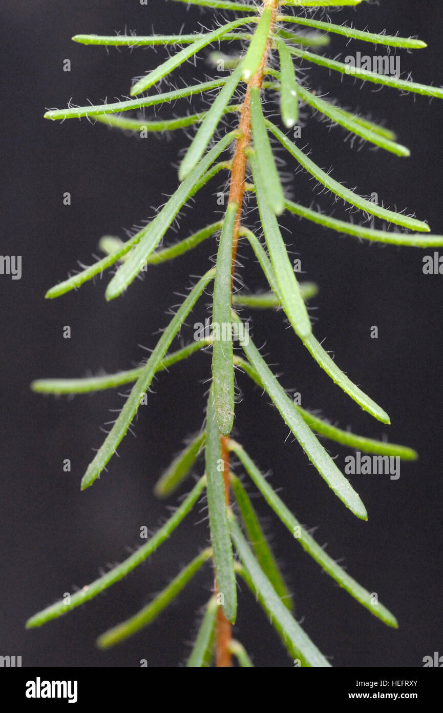 Calothamnus quadrifidus stelo e foglie Foto Stock