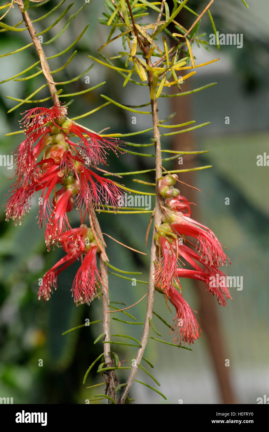 Calothamnus quadrifidus in fiore Foto Stock