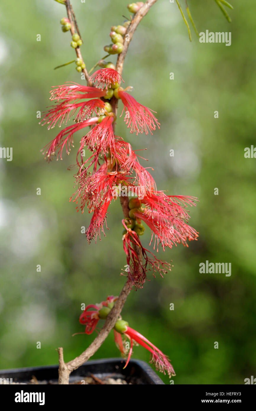 Calothamnus quadrifidus in fiore Foto Stock