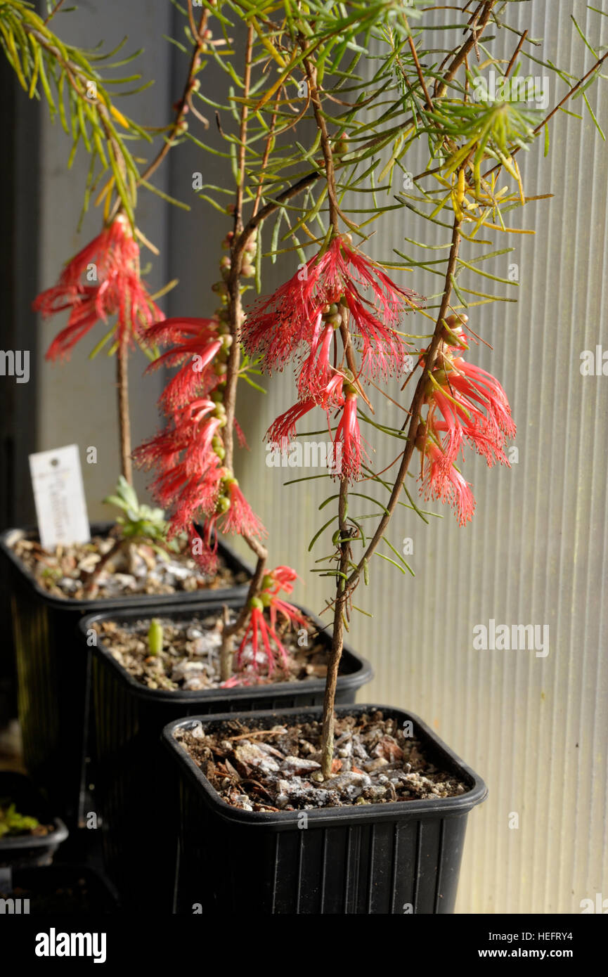 Calothamnus quadrifidus in fiore Foto Stock