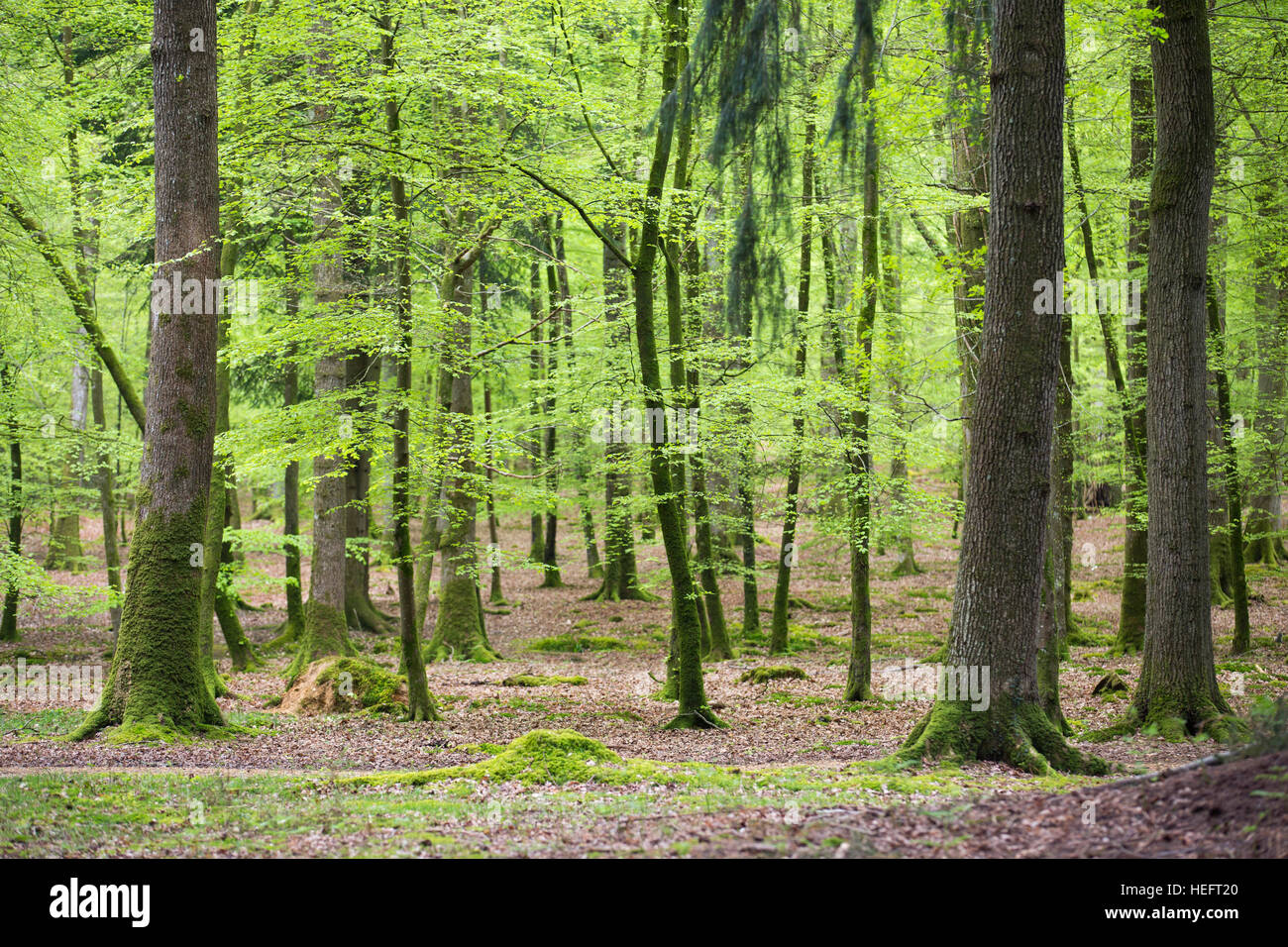 Faggi; Rhinefield; nuova foresta; Regno Unito Foto Stock