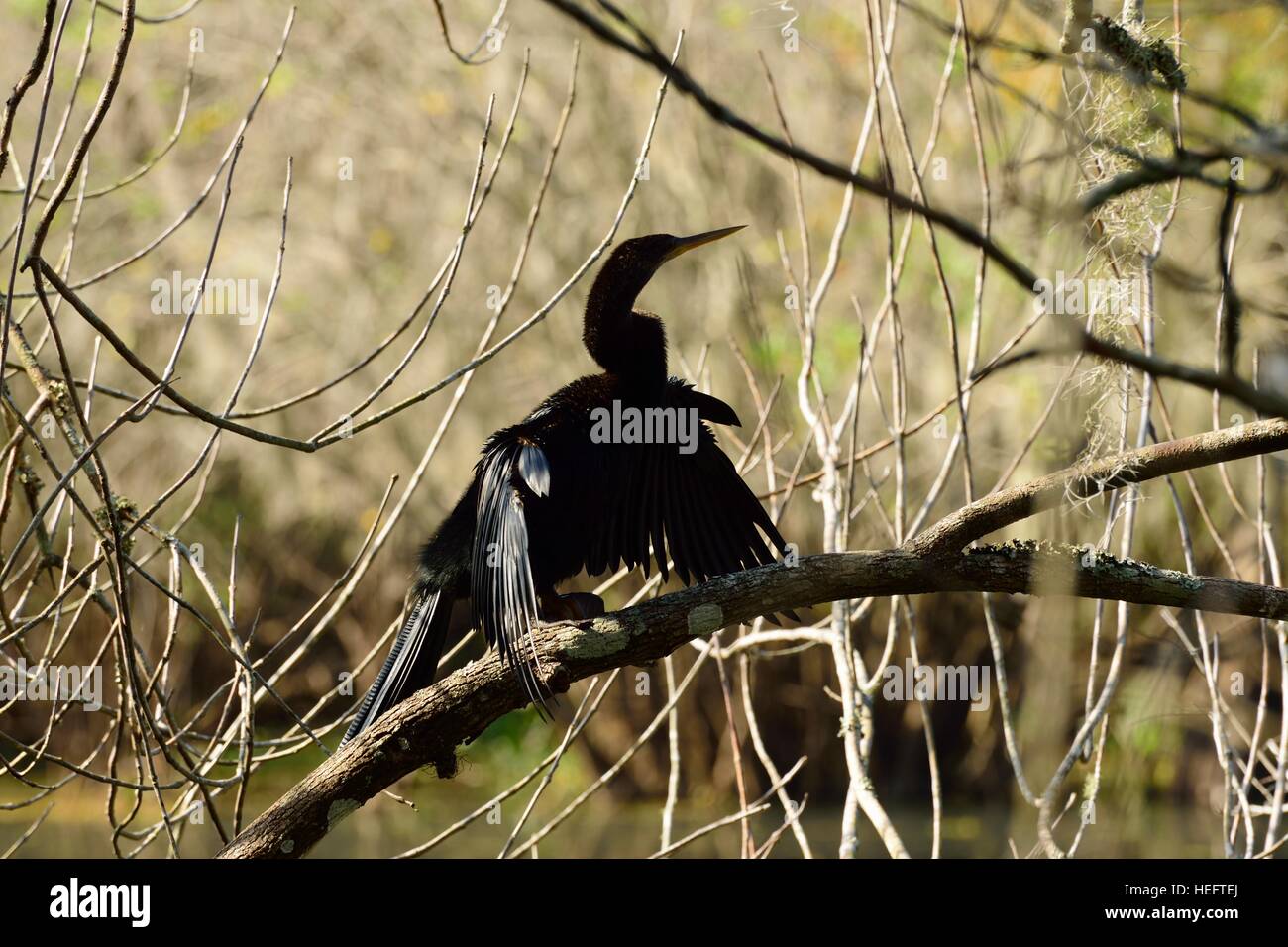 Anhinga anhinga americana l'asciugatura è ali su un ramo dopo una nuotata al lago di lattuga parco dello stato della Florida. Foto Stock