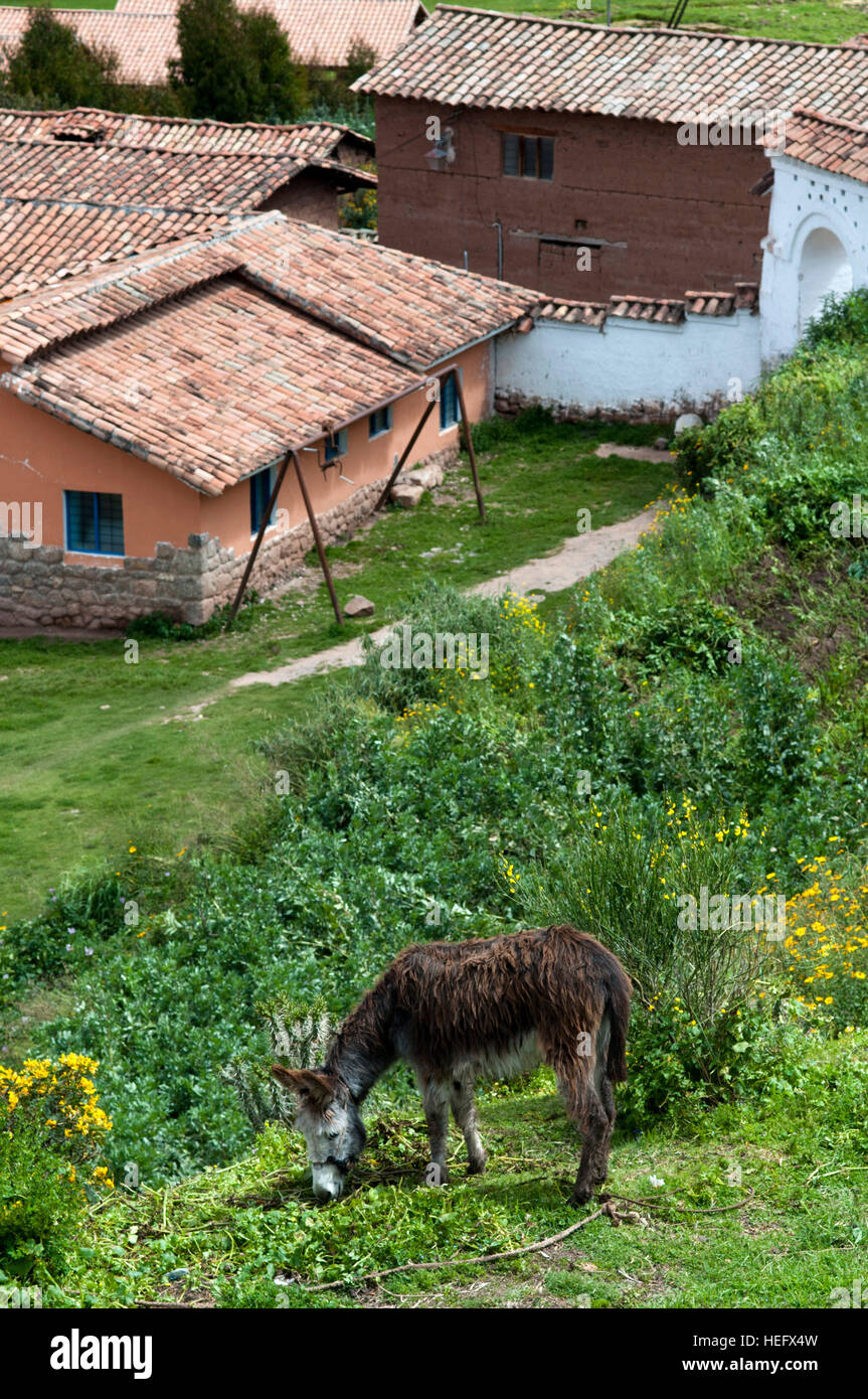 Asino e case nel piccolo villaggio di Chinchero nella Valle Sacra nei pressi di Cuzco. Chinchero è un piccolo andina villaggio indiano situato in alto sul Foto Stock