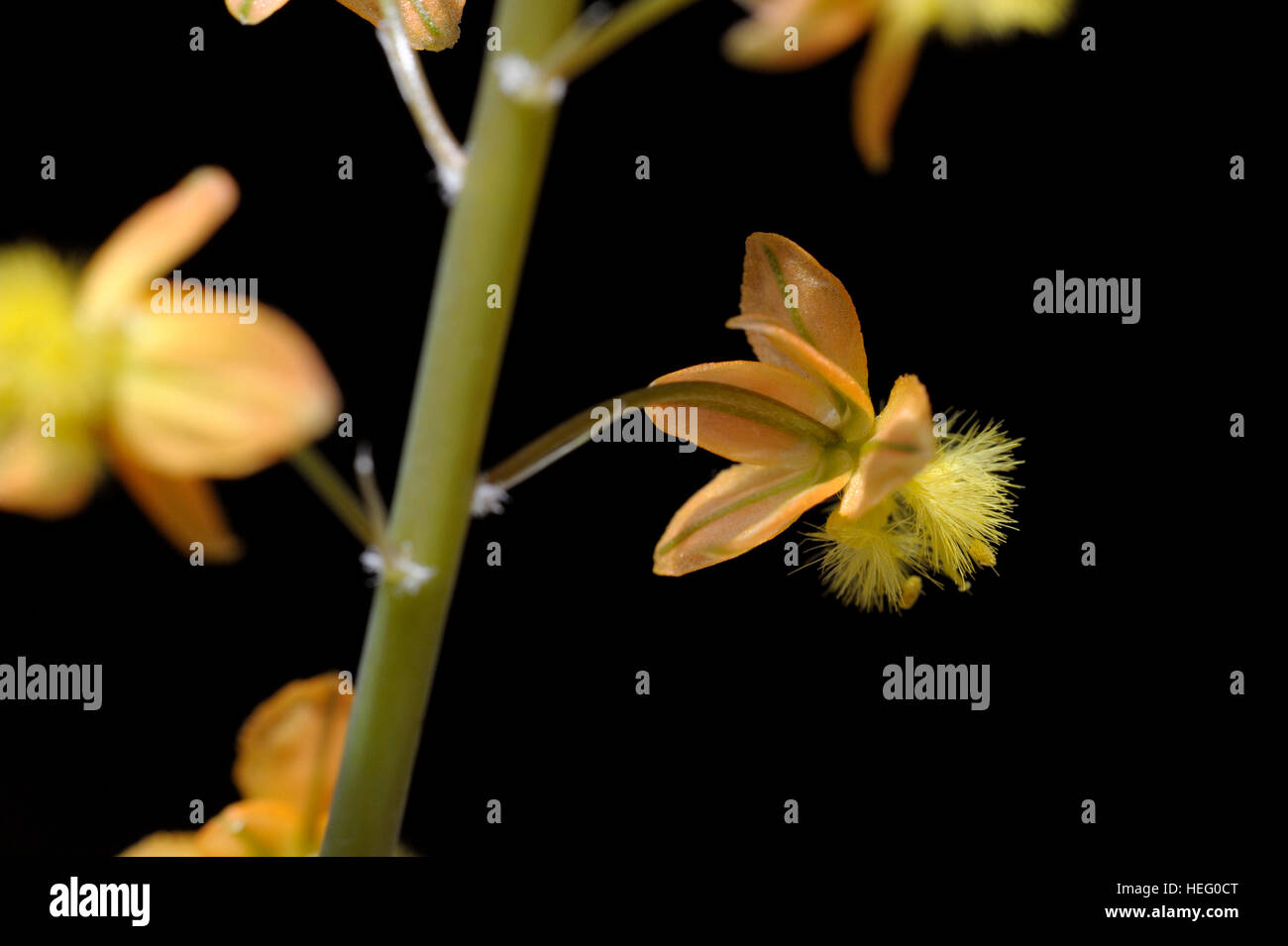 Bulbine frutescens infiorescenza Foto Stock