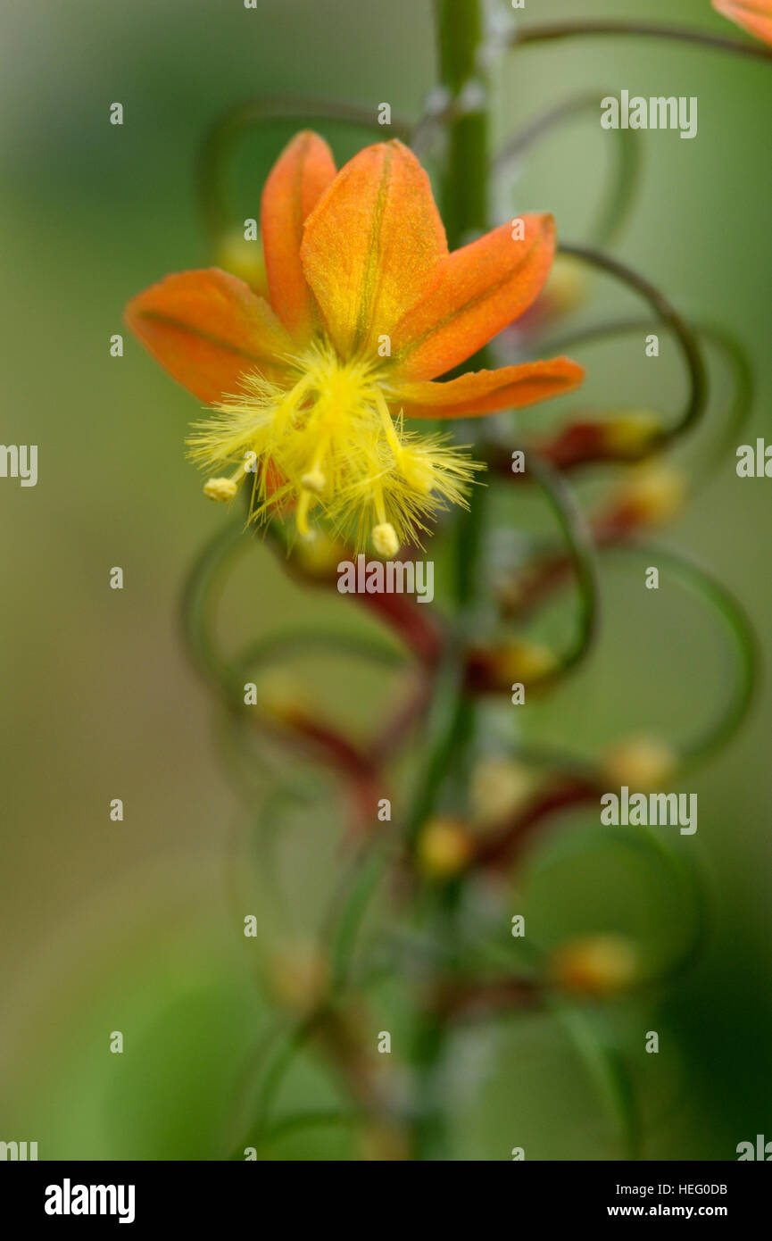 Bulbine frutescens infiorescenza Foto Stock