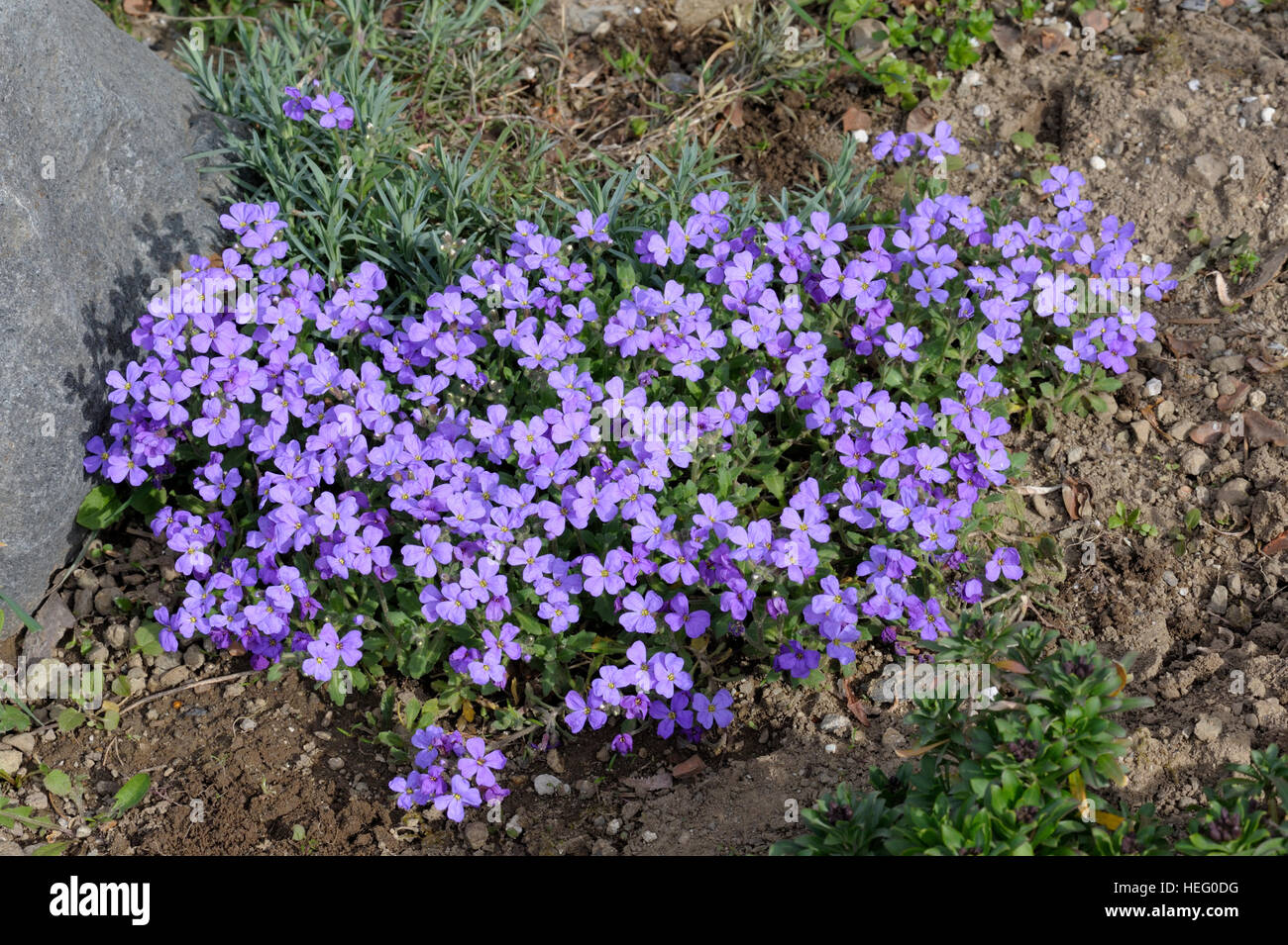 Aubrieta deltoidea in fiore Foto Stock