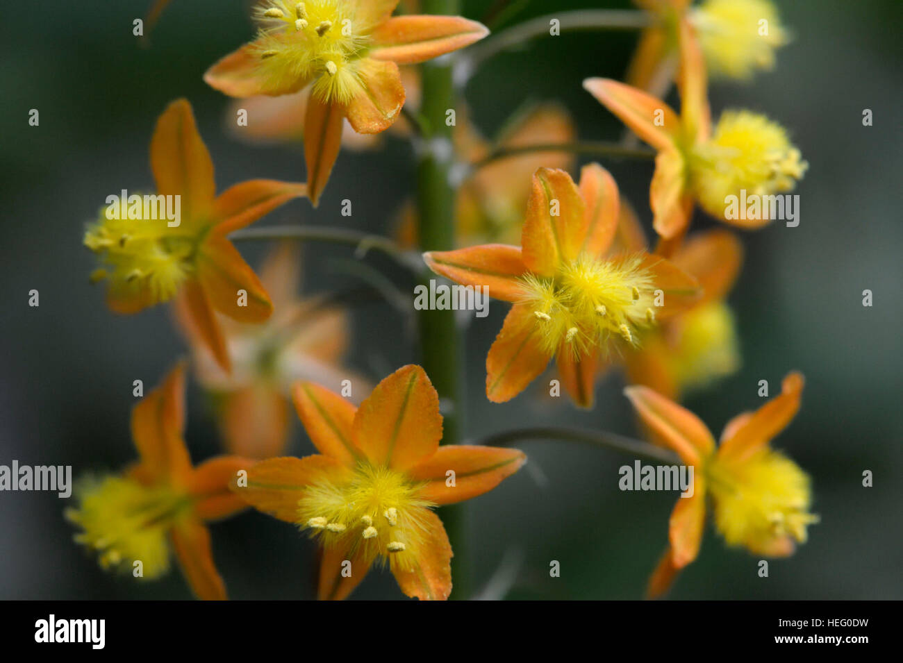 Bulbine frutescens infiorescenza Foto Stock