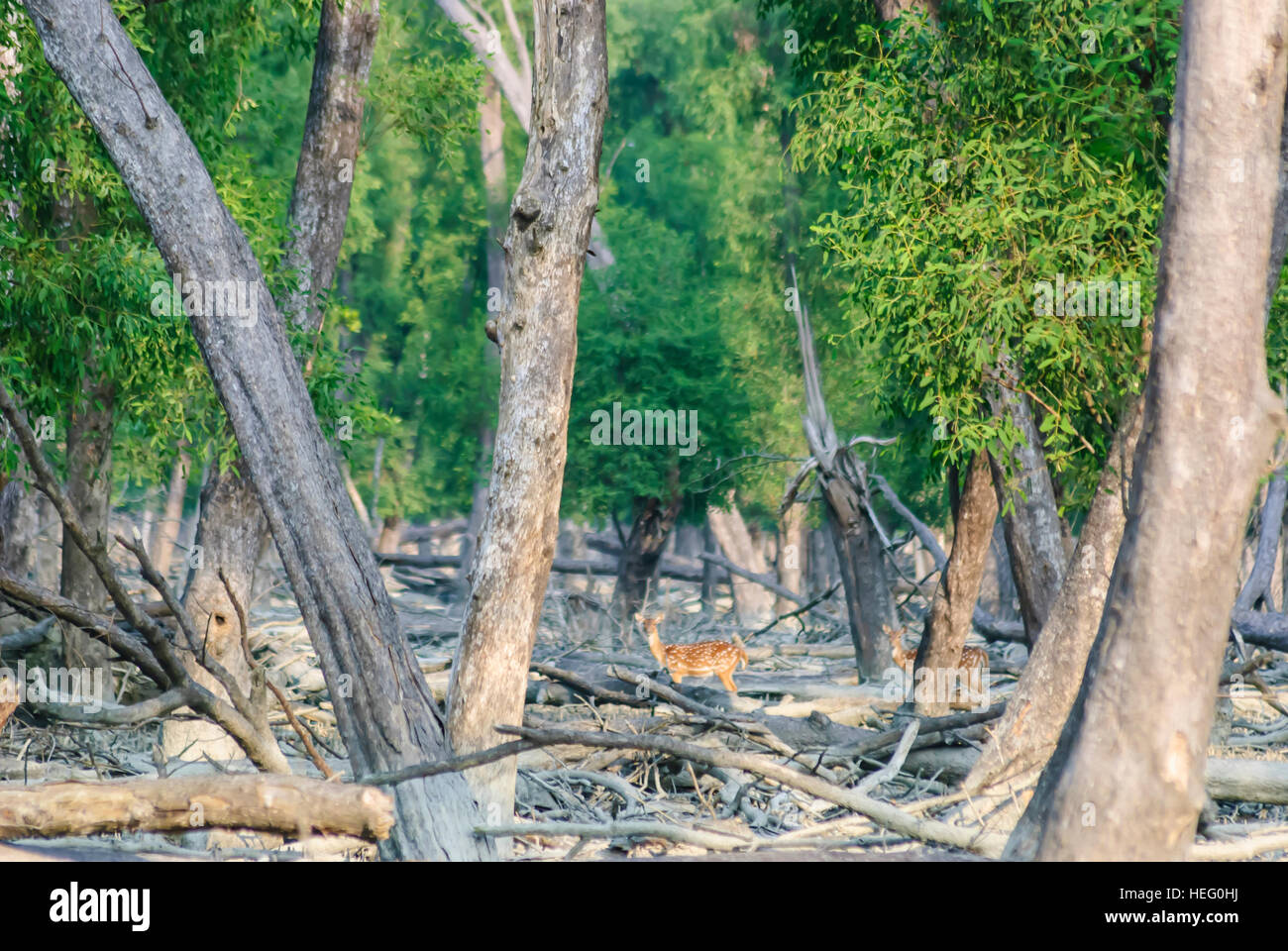 Parco Nazionale della Sundarbans: Sundari alberi e Axishirsche (asse asse), si è schiantato alberi da Zyklon Sidr 2007, Khulna Division, Bangladesh Foto Stock